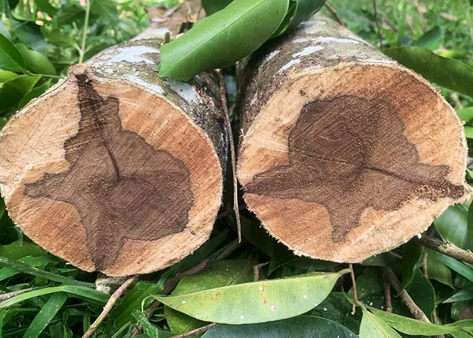 Trầm hình thành trong thân cây dó